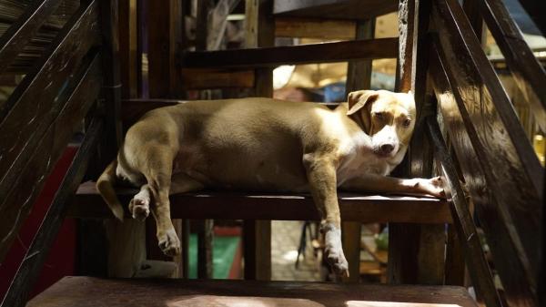 The Lazy Dog Bed & Breakfast