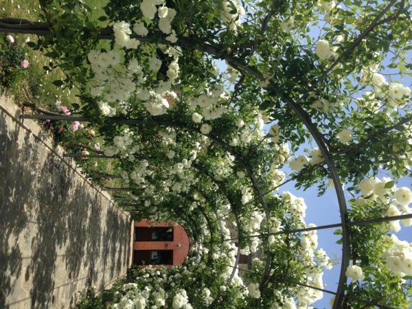 Agriturismo Casale Le Selvette