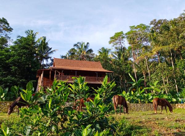 Havana Horses Lodge, Rezervați Vilă Tingkirtengah Central Java