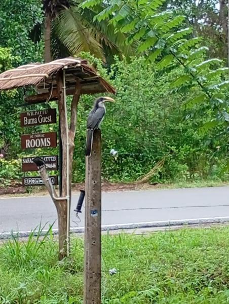 Wilpattu Forest Buma Lodge, Rezervați  Pahala Maragahawewa Puttalam District