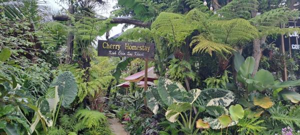 Cherry HomeStay & coffee, Rezervați  Hoteluri în Dak Lak cu piscină, Piscină