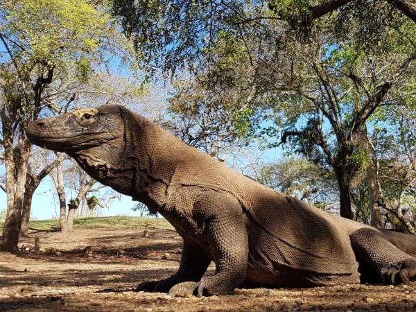 4D3N CRUISE Lombok-Komodo-Flores, Rezervați  Mangsit Lombok