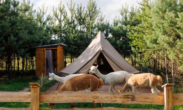 Glamping - Projekt Alpaka, Rezervați Teren de campat Terene de camping în Masovia, Teren de campat